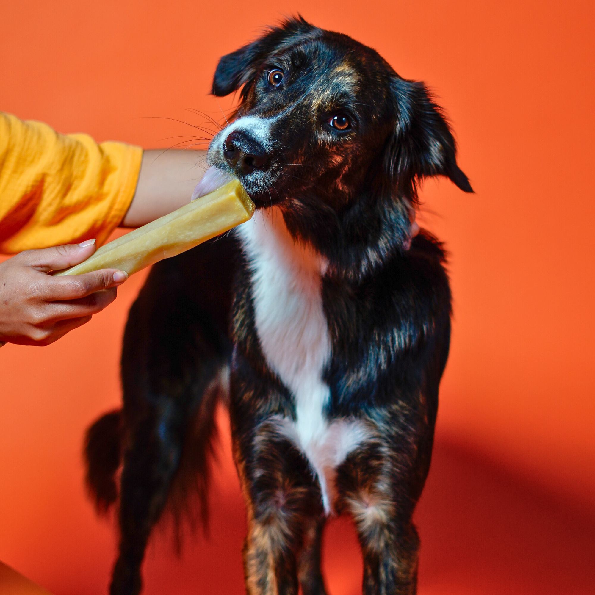 Pumpkin Yak Chews for Dogs