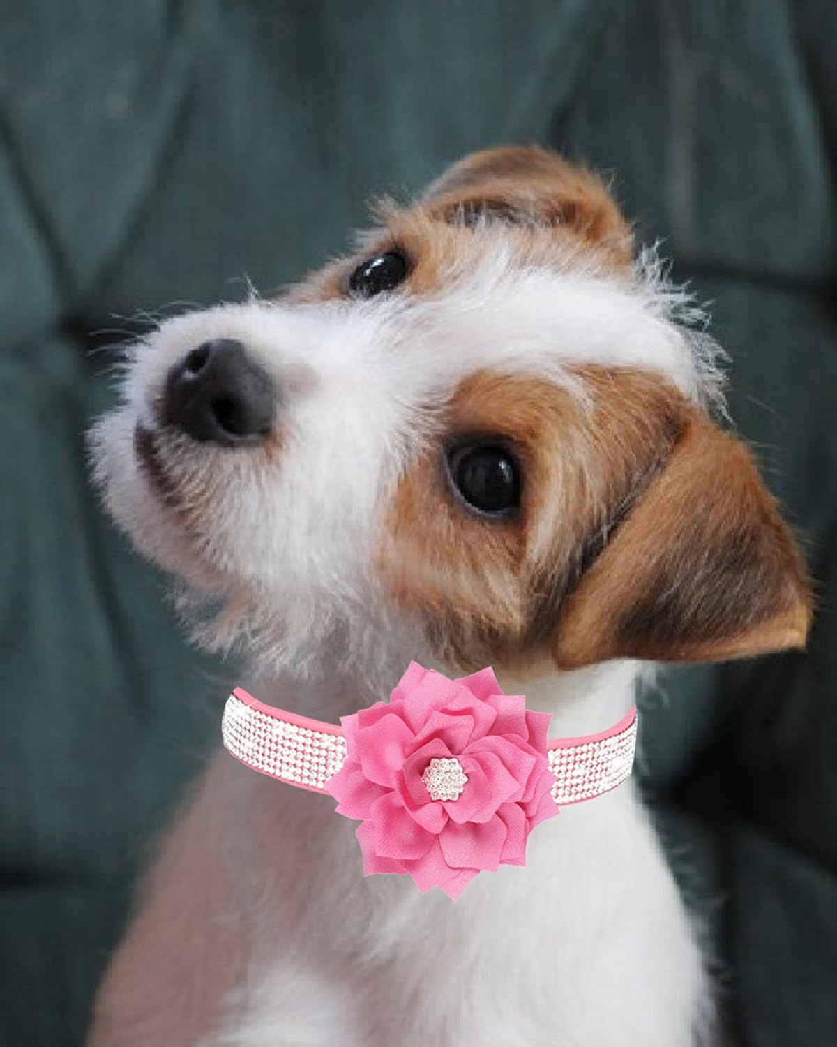 Rhinestone Sparkly Flower Dog Collar with Detachable Bloom