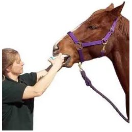 Durvet Ivermectin Horse Wormer Apple Flavor Broad Spectrum Equine Dewormer 3-Pack